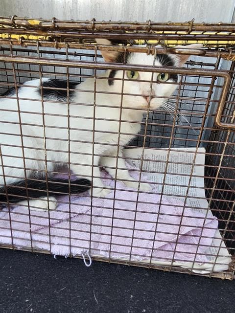 Otis - Domestic Short Hair