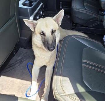 Boy - German Shepherd Dog