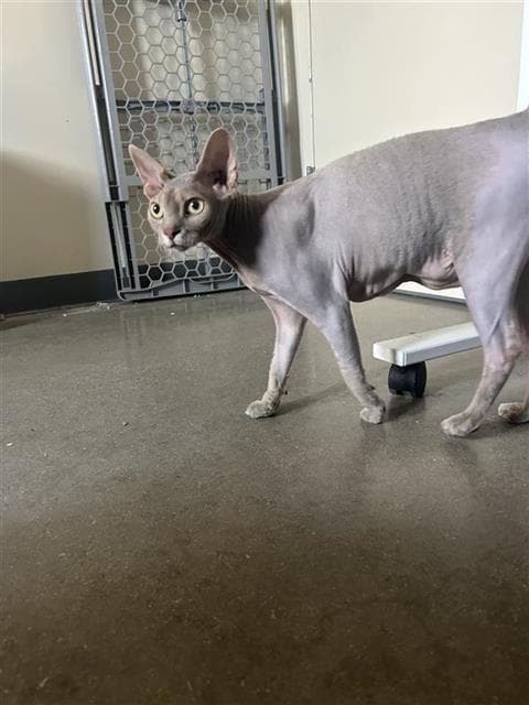 Baby Shark - Domestic Short Hair