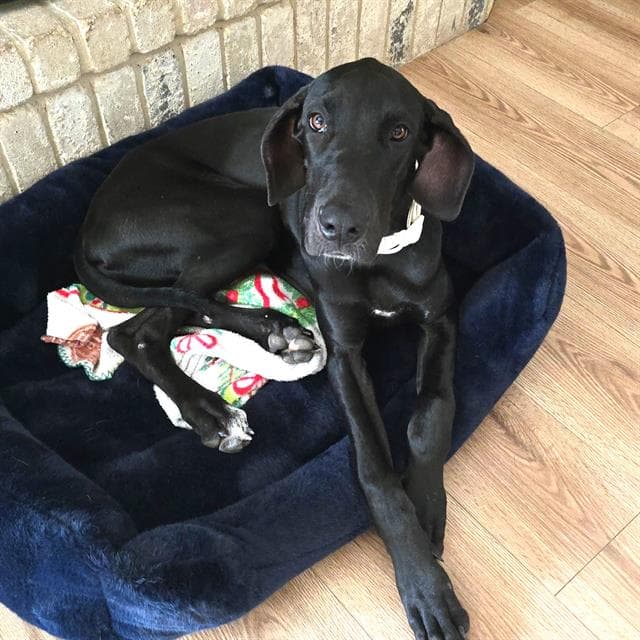 Willow - Great Dane