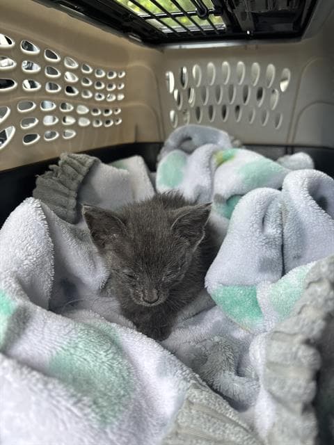 Grogu - Domestic Short Hair