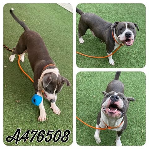 Monster - American Staffordshire Terrier