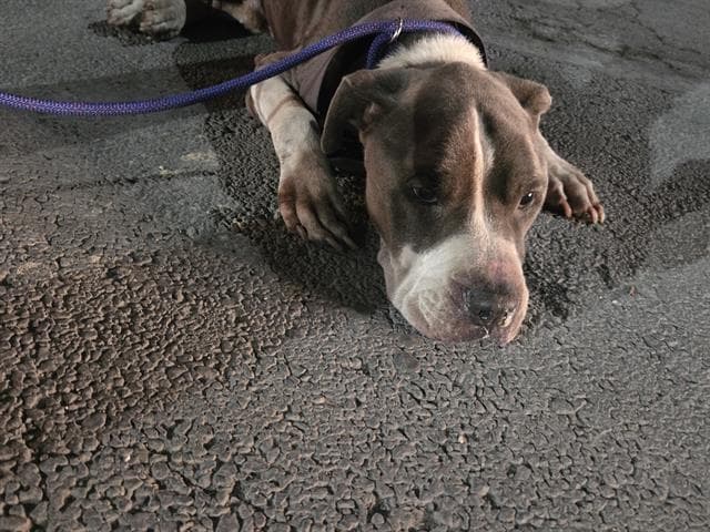 Monster - American Staffordshire Terrier