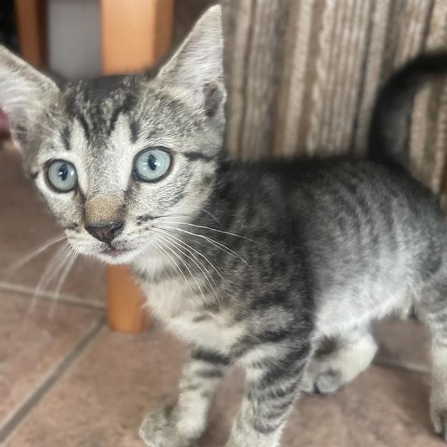 Oreo - Domestic Short Hair