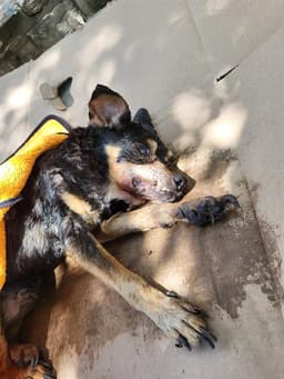 Panchito image 1