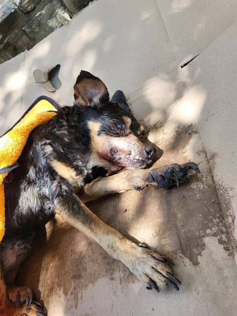 Panchito - Terrier