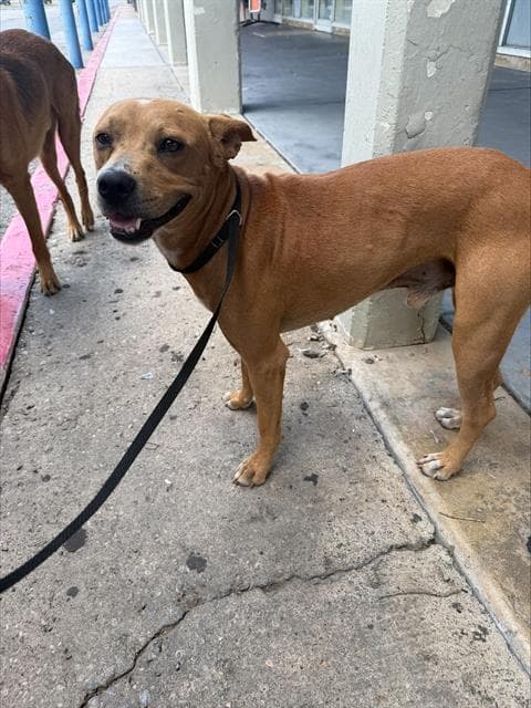 Ken - American Staffordshire Terrier