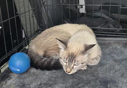 Munchie - Domestic Short Hair