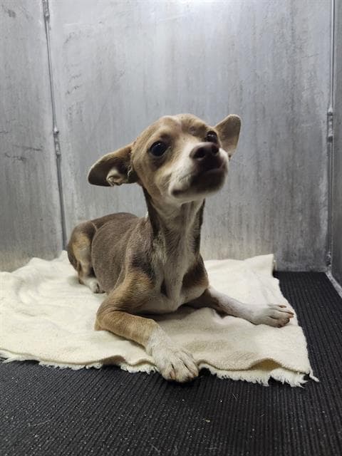 Rocko - Chihuahua