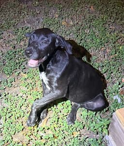 Franklin image 1