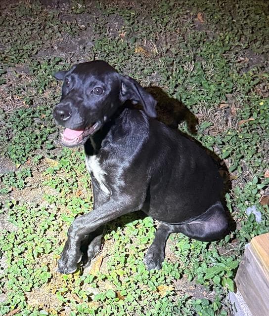 Franklin - Labrador Retriever