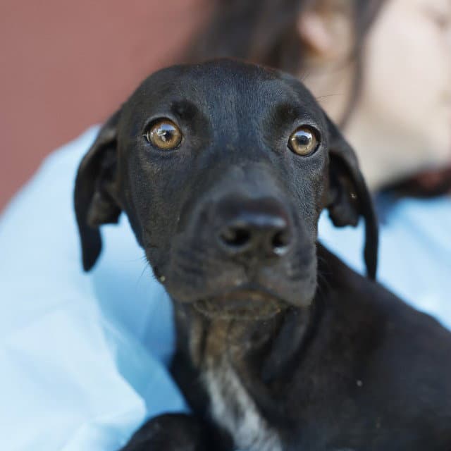 Franklin - Labrador Retriever