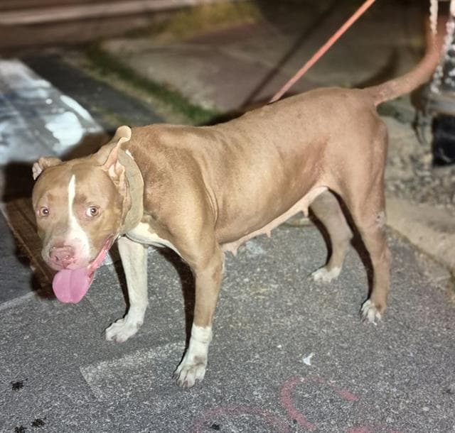 Brioche - American Staffordshire Terrier