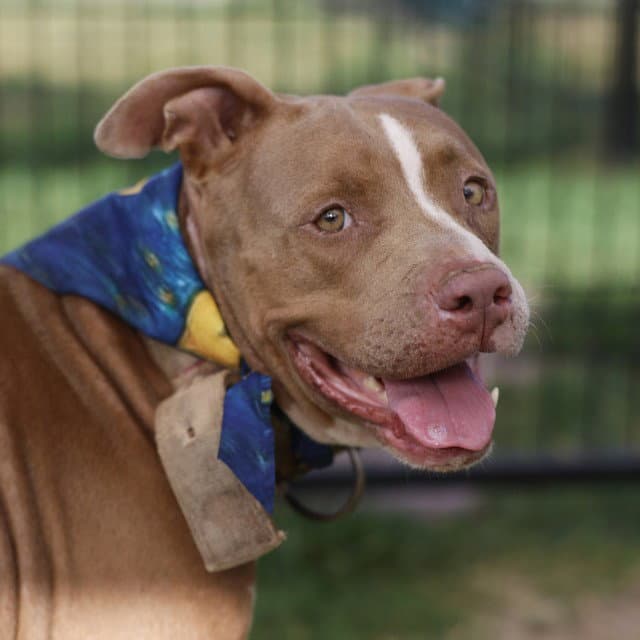 Brioche - American Staffordshire Terrier