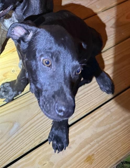 Lamar - Labrador Retriever