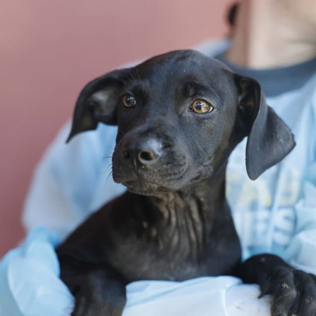 Lamar - Labrador Retriever