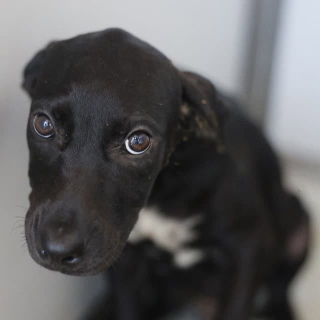 Lana - Labrador Retriever