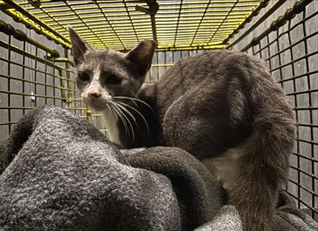 Sulte - Domestic Short Hair