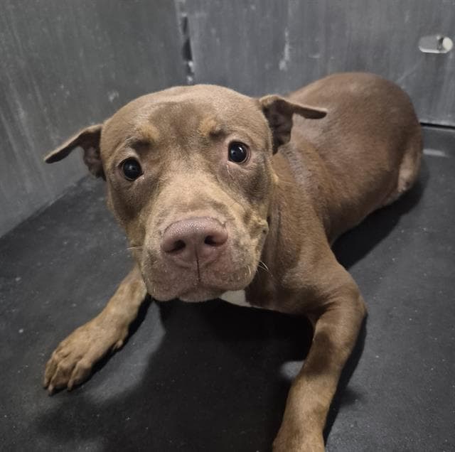 Honey - American Staffordshire Terrier