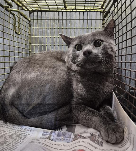 Unknown - Domestic Short Hair