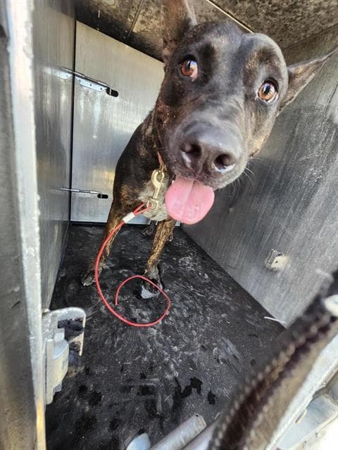 Coby - American Staffordshire Terrier