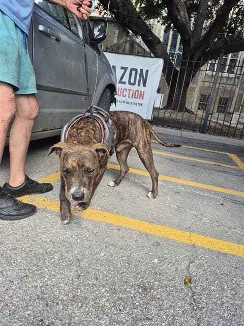 Mason - American Staffordshire Terrier