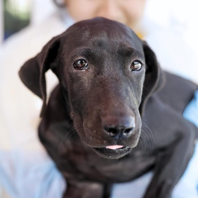 Claude - Labrador Retriever