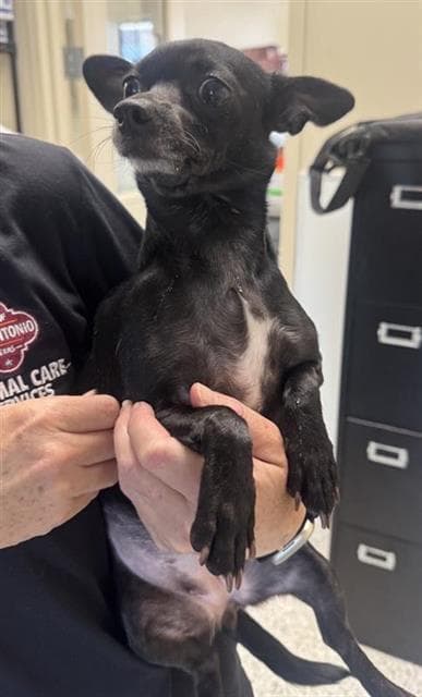 Suzie Q - Chihuahua