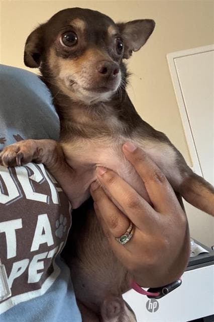 Levi - Chihuahua
