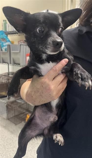 Kevin - Chihuahua