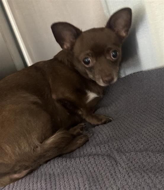 Mocha Mouse - Chihuahua