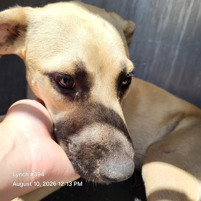 Casper - Black Mouth Cur