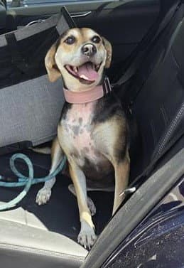 Mantis - Beagle