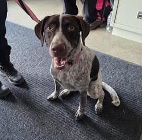 Lanie - German Shorthaired Pointer