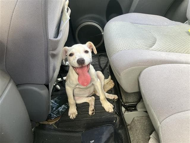 Ellie - Terrier