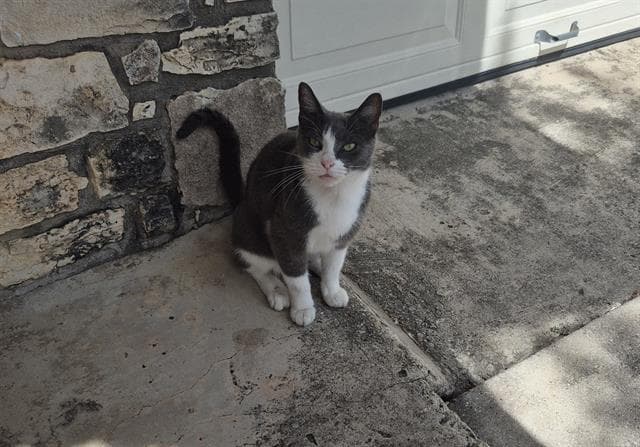 Unknown - Domestic Short Hair