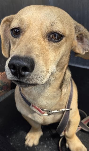 Unknown - Chihuahua