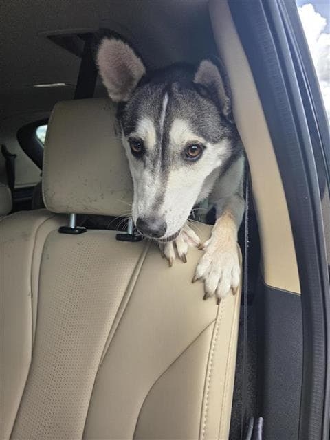 Edgurr - Husky