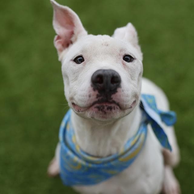 Melanie - American Staffordshire Terrier