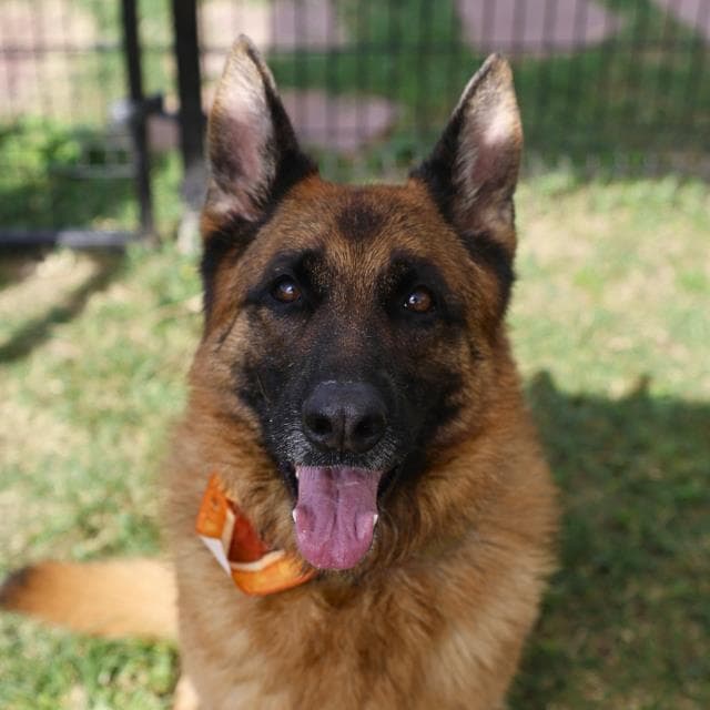 Esme - German Shepherd Dog