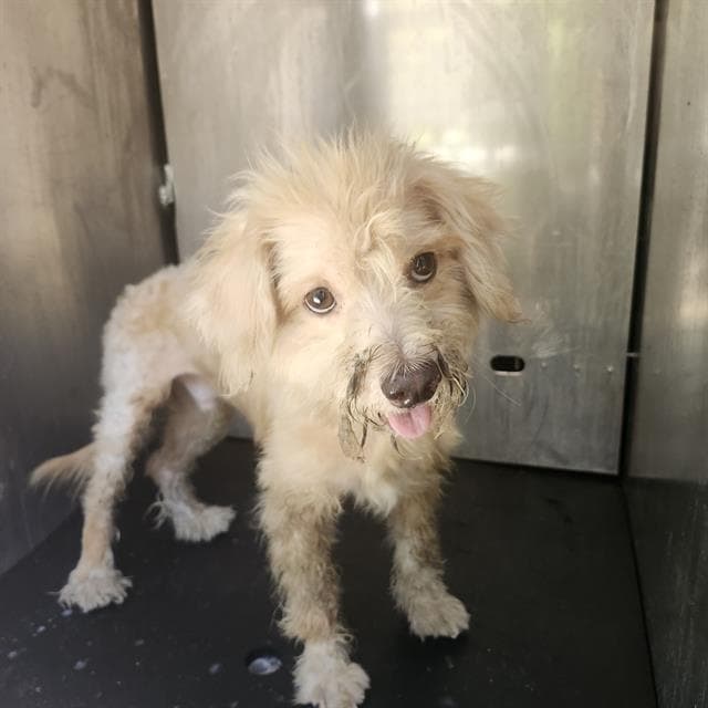 Unknown - Terrier