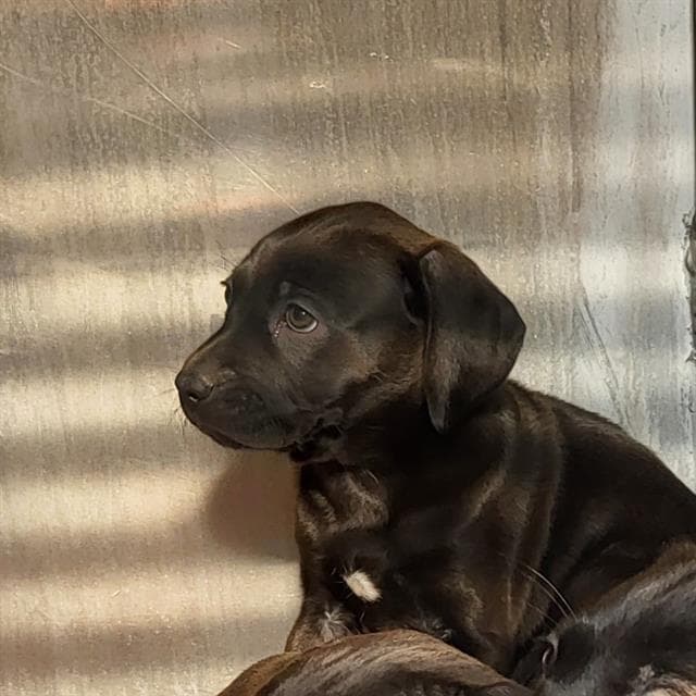 Shadow - Weimaraner