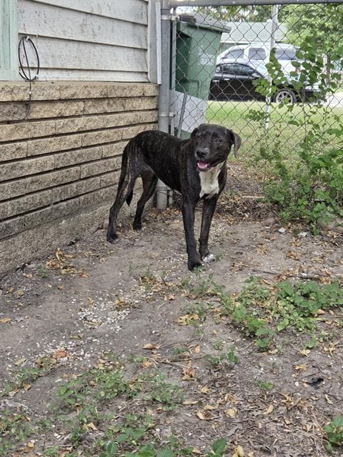 Natalie - American Staffordshire Terrier
