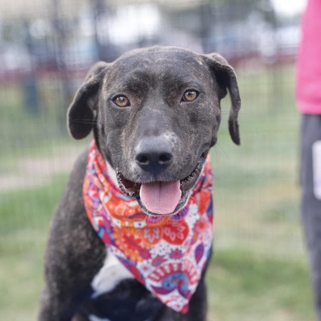 Natalie - American Staffordshire Terrier