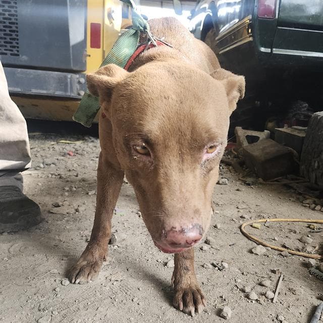 Canela - Labrador Retriever