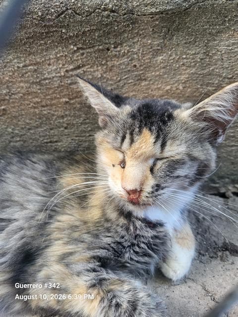Mina - Domestic Short Hair