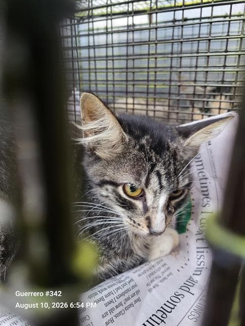 Ben - Domestic Short Hair