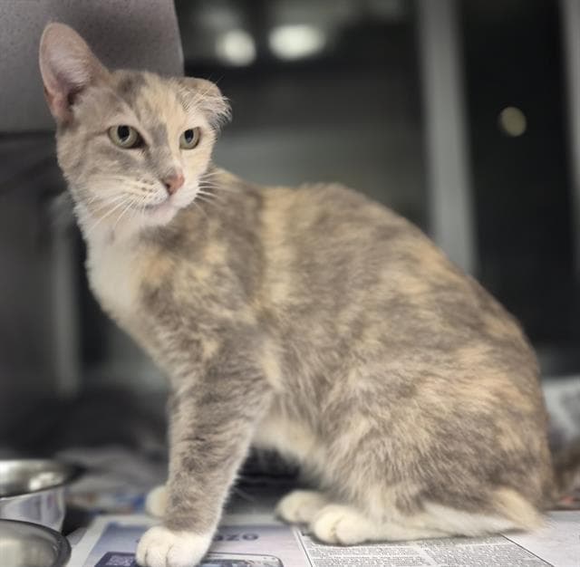 Kiki - Domestic Short Hair