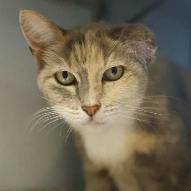 Kiki - Domestic Short Hair