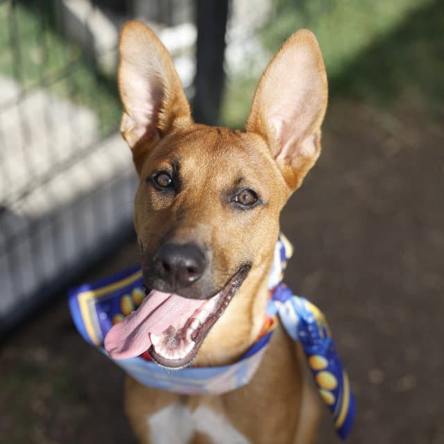 Luna - American Staffordshire Terrier